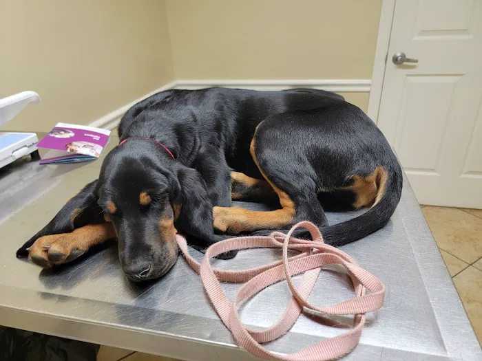 Faulkner Animal Hospital 12