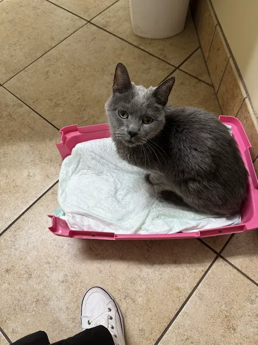 Faulkner Animal Hospital 12
