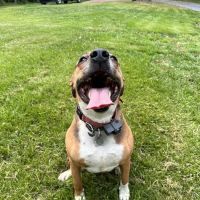 Faulkner Animal Hospital ico