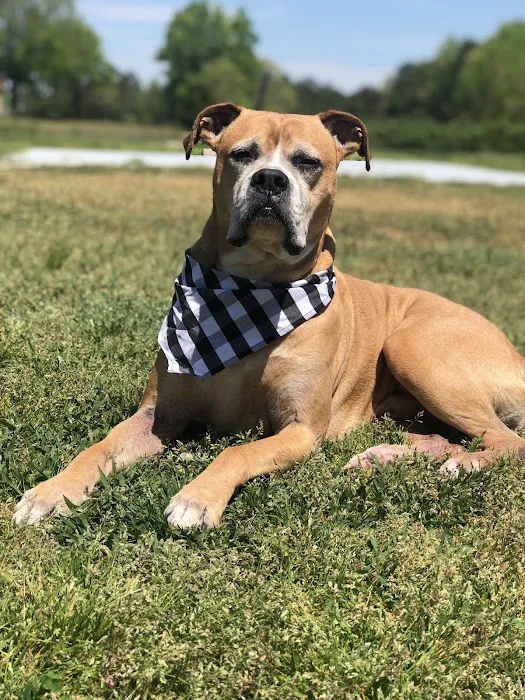 Faulkner Animal Hospital 12