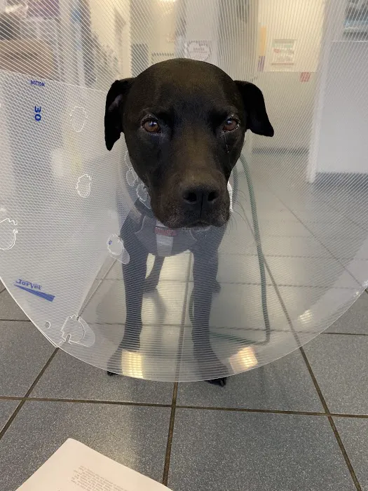 Elite Animal Hospital 12