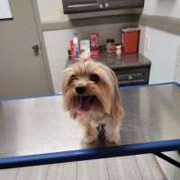 Mission Bend Animal Clinic ico