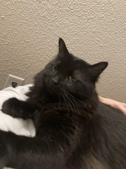 Kindred Care Pet Hospital 6