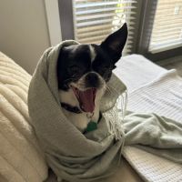 Kindred Care Pet Hospital ico