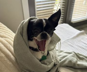 Kindred Care Pet Hospital