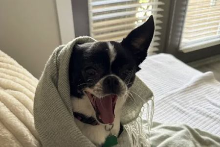 Kindred Care Pet Hospital