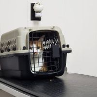 Mason Road Veterinary Clinic ico