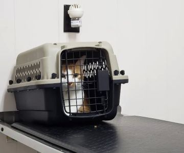 Mason Road Veterinary Clinic