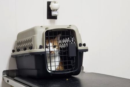 Mason Road Veterinary Clinic