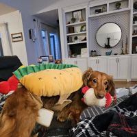Williamsburg Animal Clinic ico