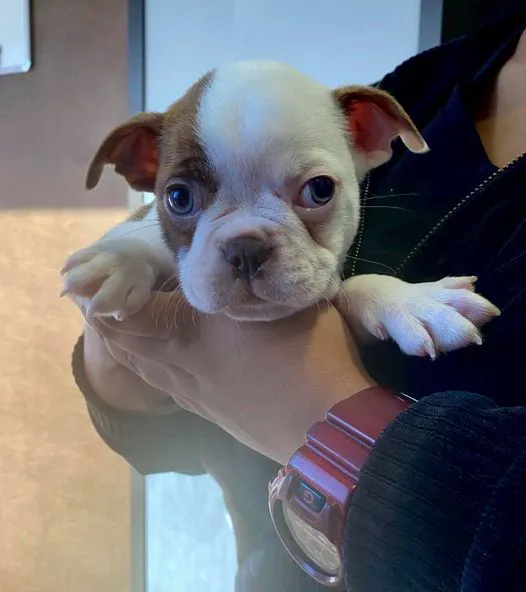 Kingsland Blvd Animal Clinic 12
