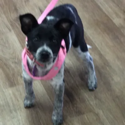 VCA Kelliwood Animal Hospital 12