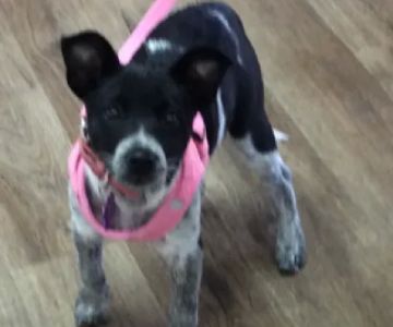 VCA Kelliwood Animal Hospital