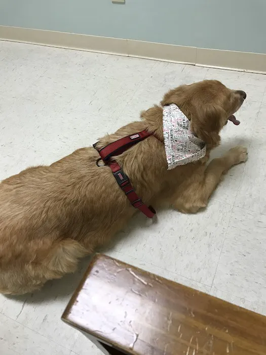 VCA Kelliwood Animal Hospital 12