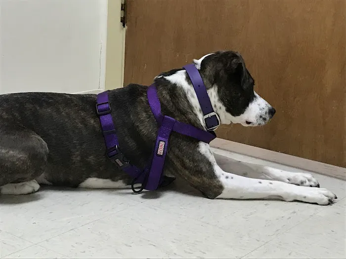 VCA Kelliwood Animal Hospital 12