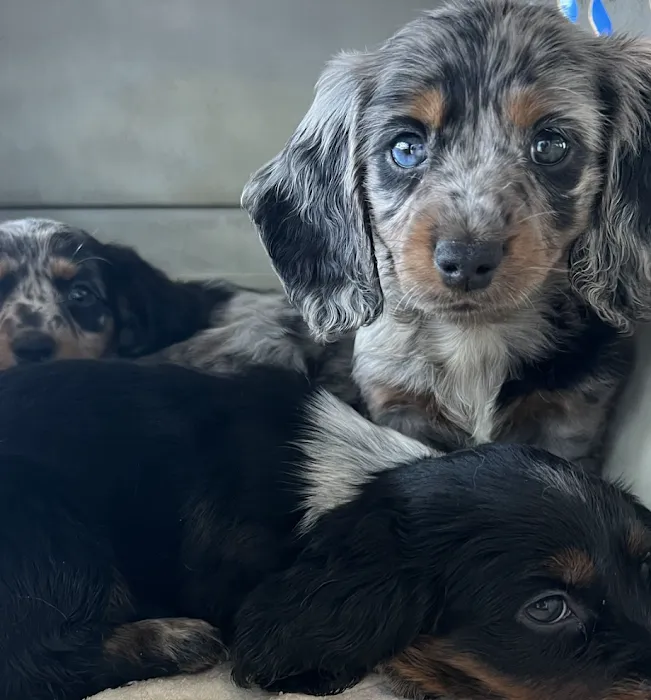 EasyVet Veterinarian Katy 12