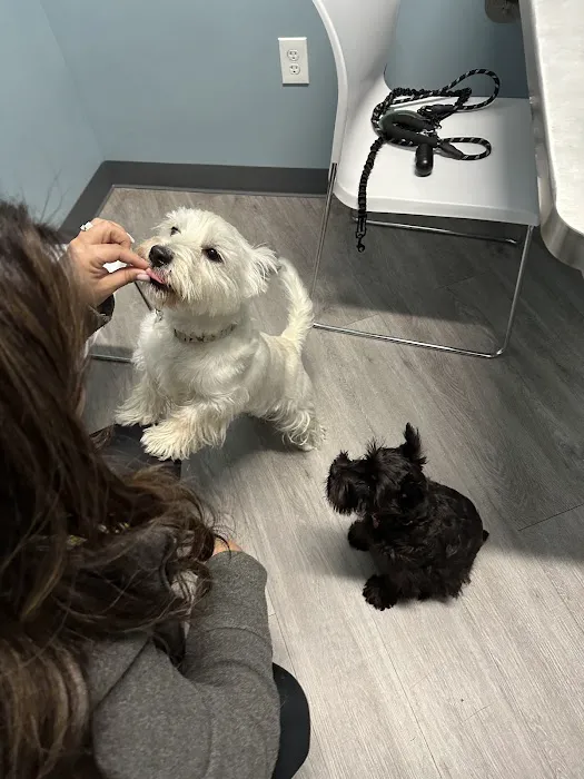 EasyVet Veterinarian Katy 12