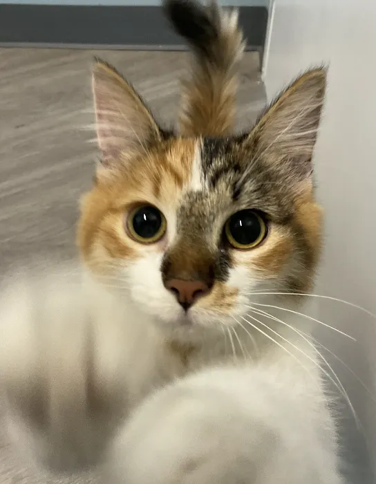 EasyVet Veterinarian Katy 12