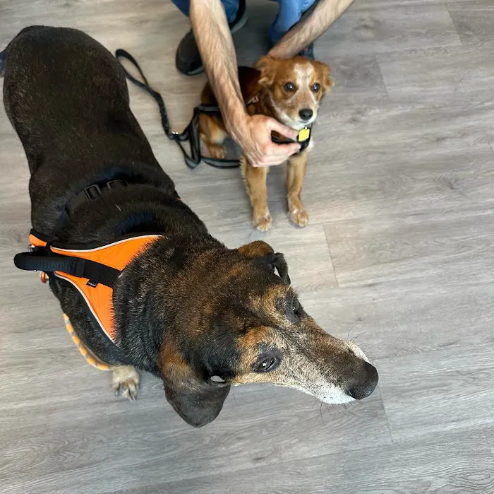 EasyVet Veterinarian Katy 12
