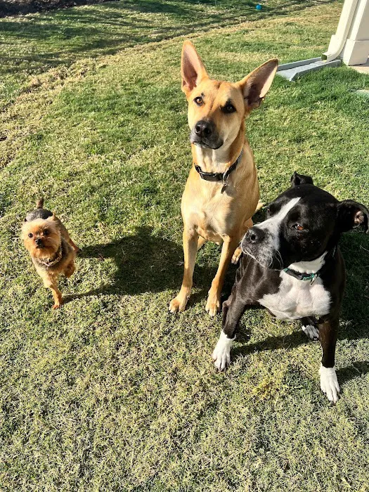 Elyson Animal Hospital 12