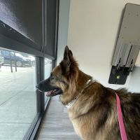 Elyson Animal Hospital ico