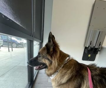 Elyson Animal Hospital
