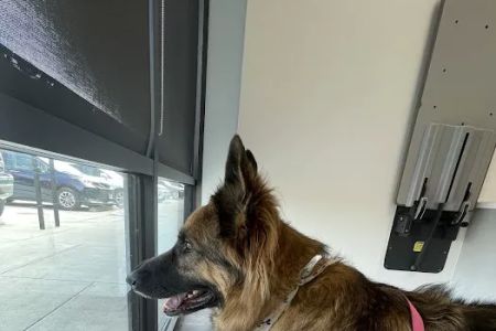 Elyson Animal Hospital