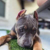 Grand Park Animal Clinic ico
