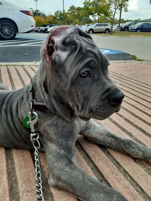 Grand Park Animal Clinic 12