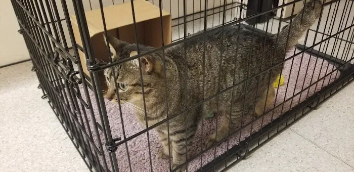 Green Trails Animal Clinic 12