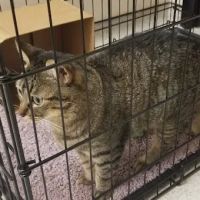 Green Trails Animal Clinic ico