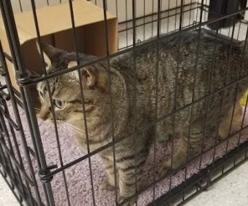 Green Trails Animal Clinic