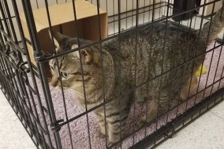 Green Trails Animal Clinic