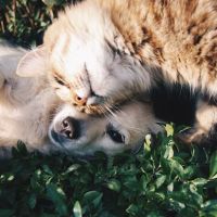 Katy Area Veterinary Medical Group ico