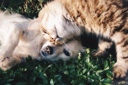 Katy Area Veterinary Medical Group