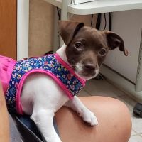 Animal Hospital of Katy ico