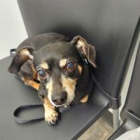 Alvin Animal Clinic ico