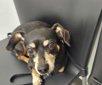 Alvin Animal Clinic