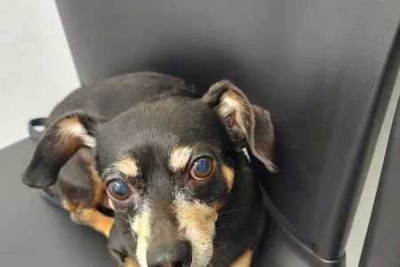 Alvin Animal Clinic