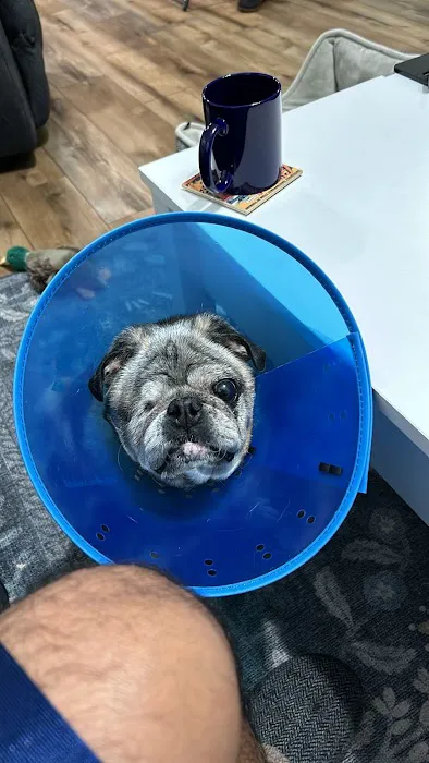 Lone Star Dentistry & Oral Surgery for Animals 12