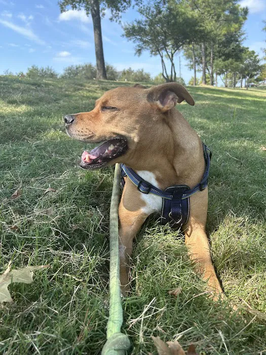 Lone Star Dentistry & Oral Surgery for Animals 12
