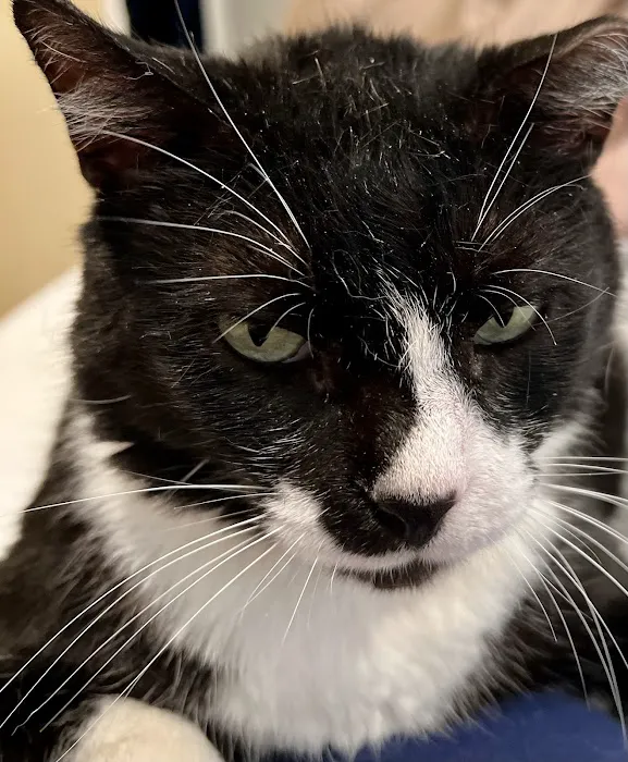 Lone Star Dentistry & Oral Surgery for Animals 12
