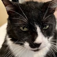 Lone Star Dentistry & Oral Surgery for Animals ico