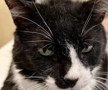 Lone Star Dentistry & Oral Surgery for Animals