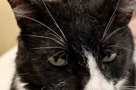 Lone Star Dentistry & Oral Surgery for Animals