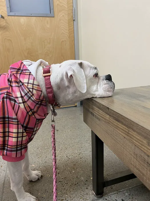 Vetco Total Care Animal Hospital 12