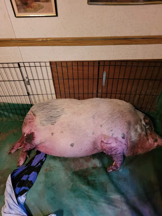 Chachere Veterinary Clinic PC 12
