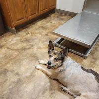 Chachere Veterinary Clinic PC ico