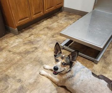 Chachere Veterinary Clinic PC