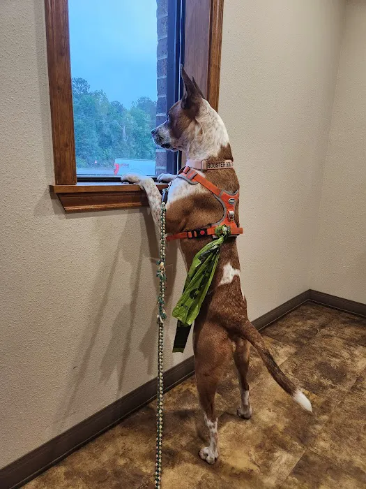 Chachere Veterinary Clinic PC 12